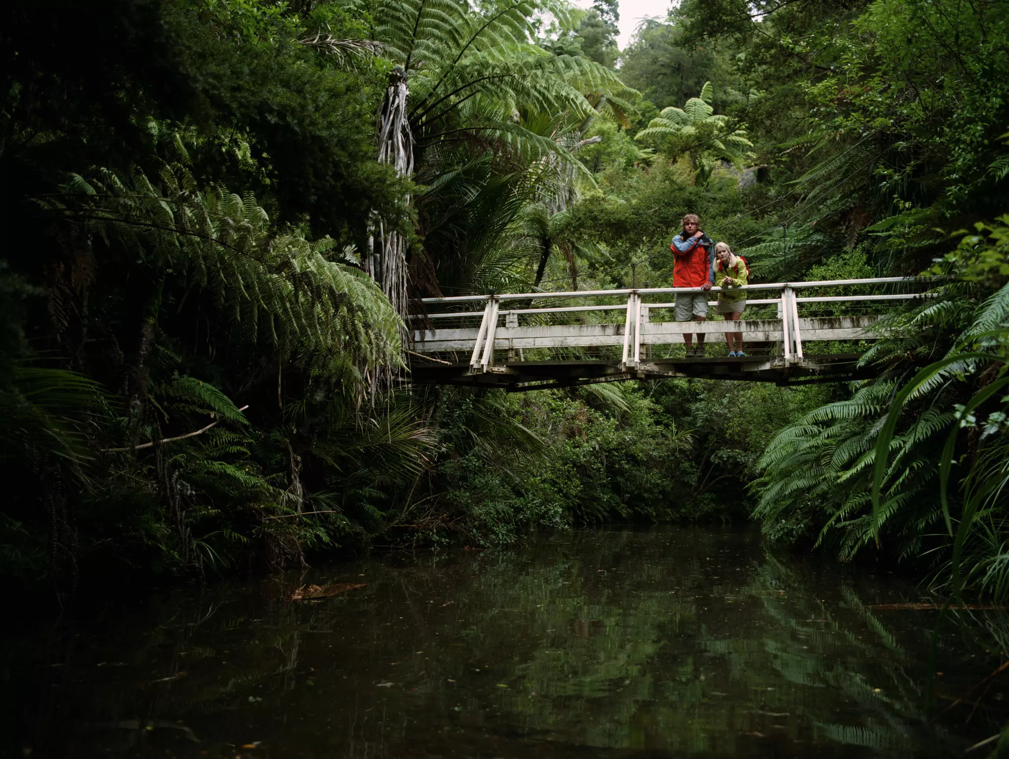 The magnificent, publicly accessible and free Waitākere Ranges Regional Park is just a short distance from central Auckland © Mike Powell / Getty Images