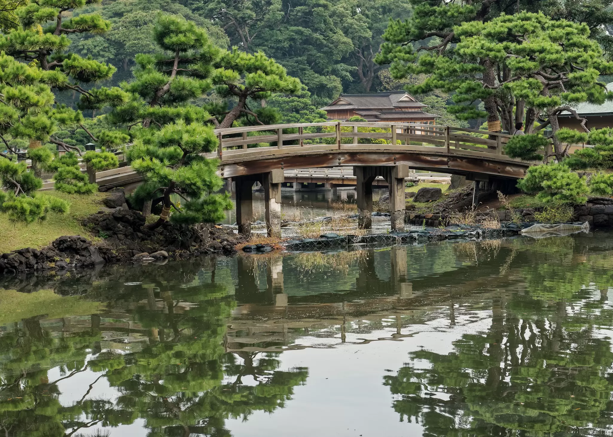 Hama-rikyu Japanese Garden, an oasis of peace in the bustling central Tokyo, Japan .
267947567
asia, bridge, city, garden, grass, green, hama, hamarikyu, japan, japanese, lake, landscape, nature, nobody, oasis, park, peace, pine, reflections, rikyu, serene, sight, tokyo, tourism, tourist, tranquil, tree, wooden, zen