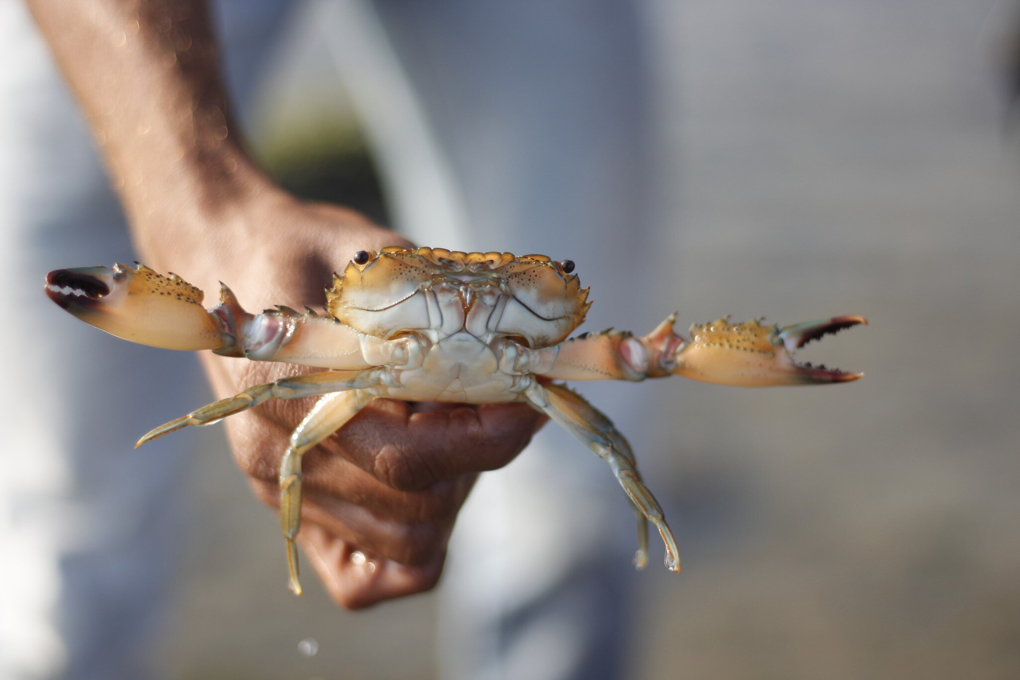Handheld crab in backwater at Narara Marine National Park in Jamnagar, Gujarat, India.