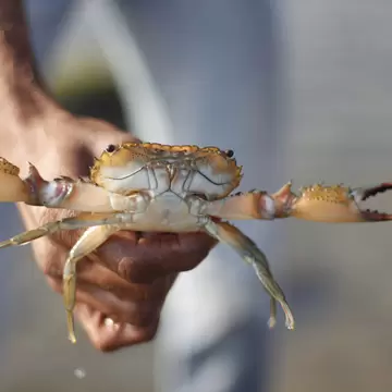 Handheld crab in backwater at Narara Marine National Park in Jamnagar, Gujarat, India.