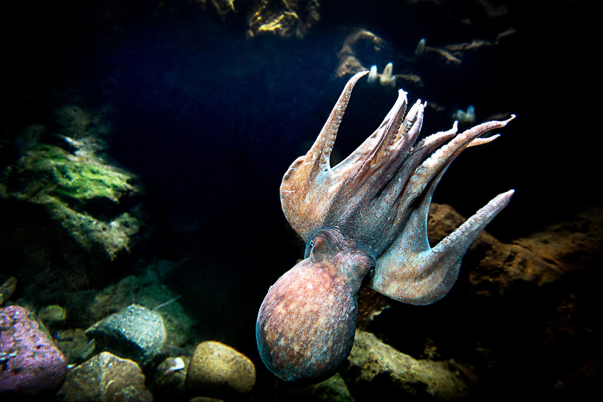 **RIGHTS RESERVED** Uploaded for use on the LP app Contact: havetshus@havetshus.se

Octopus at Havets Hus