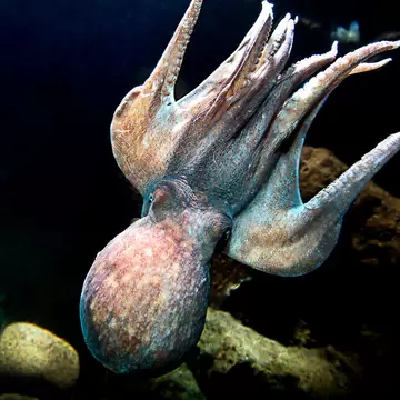 **RIGHTS RESERVED** Uploaded for use on the LP app Contact: havetshus@havetshus.se

Octopus at Havets Hus