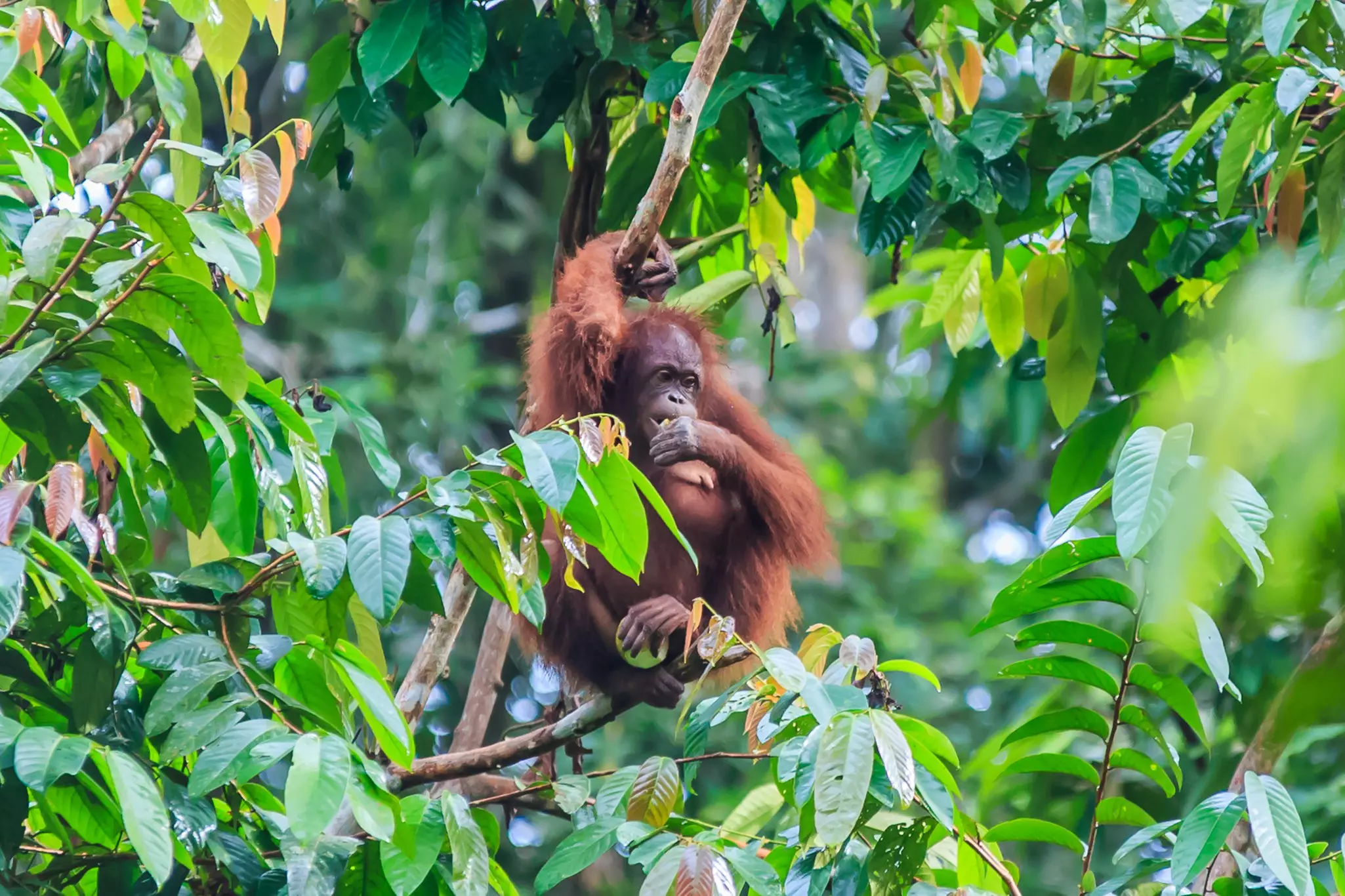An orangutan eating while clinging to a branch in Kalimantan, Indonesia.