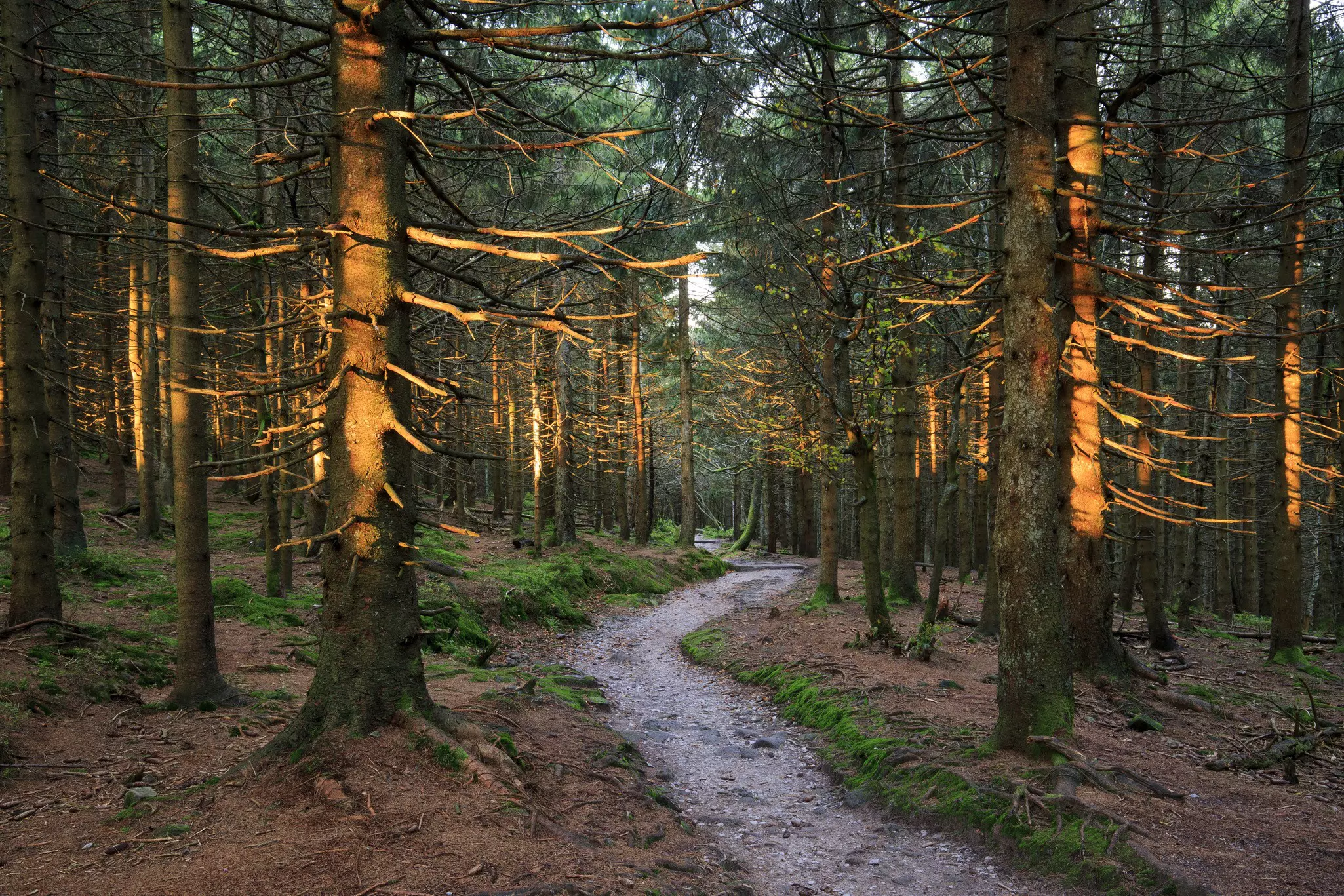 A path through trees in the Black Forest National Park, Germany