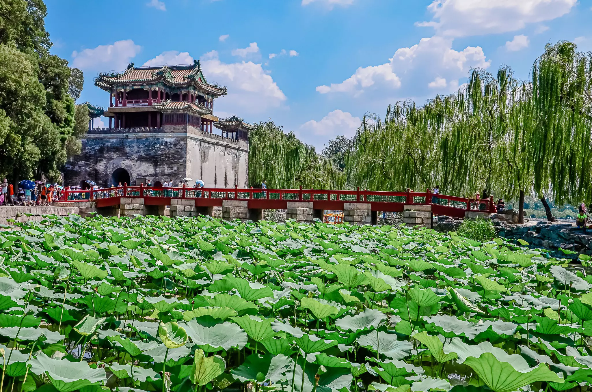A pond full of green plants with a red bridge over it leading to a tiered temple.