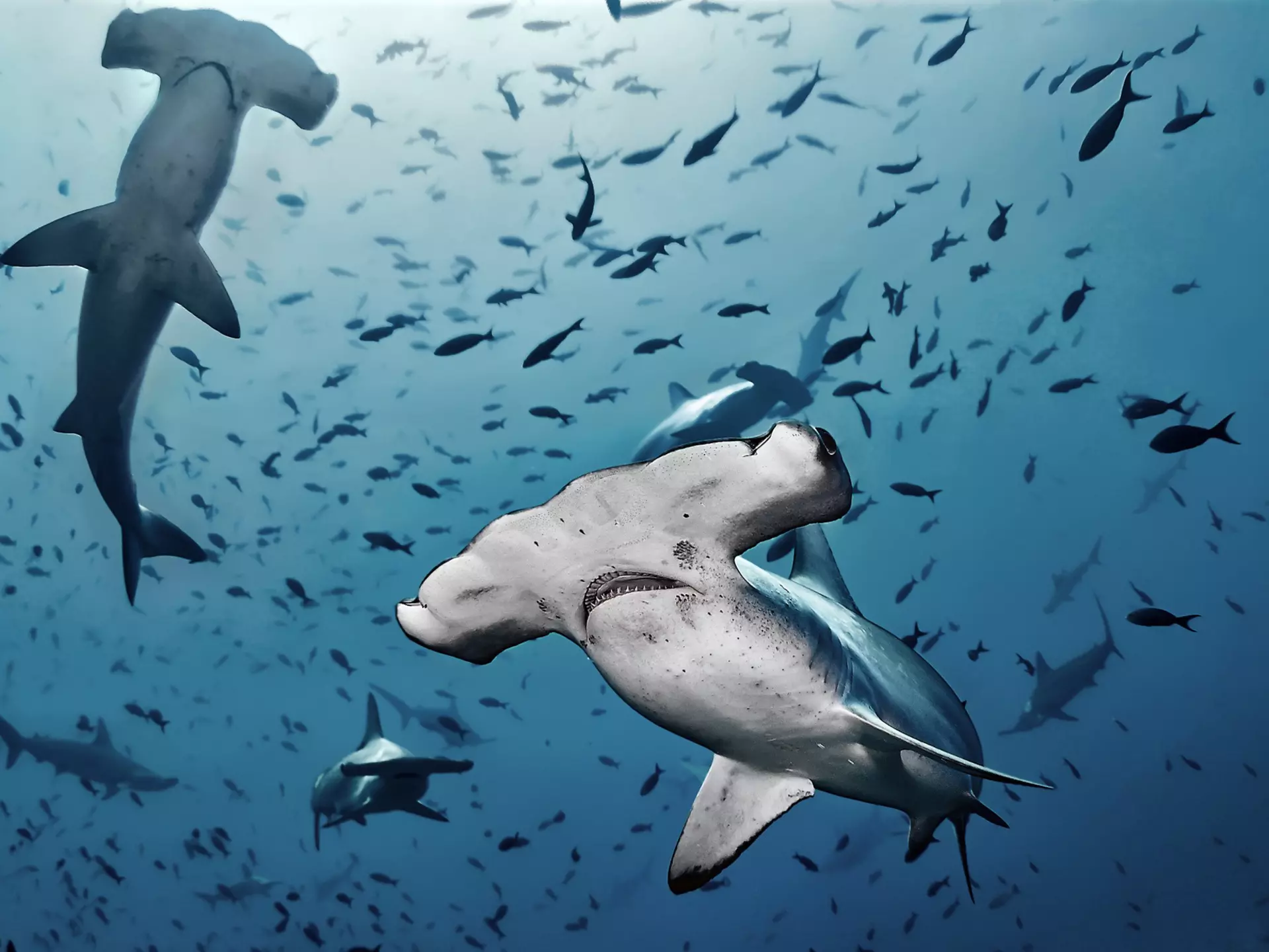 A school of hammerhead sharks shot underwater off of Parque Nacional Isla del Coco, Costa Rica, Central America