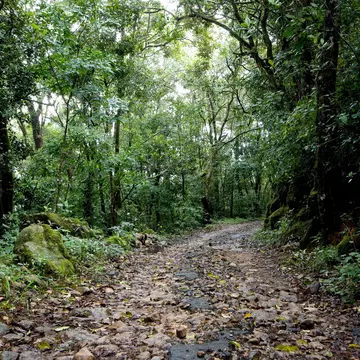 Path in Shola forest, Eravikulam National Park, Kerala, India, Asia.