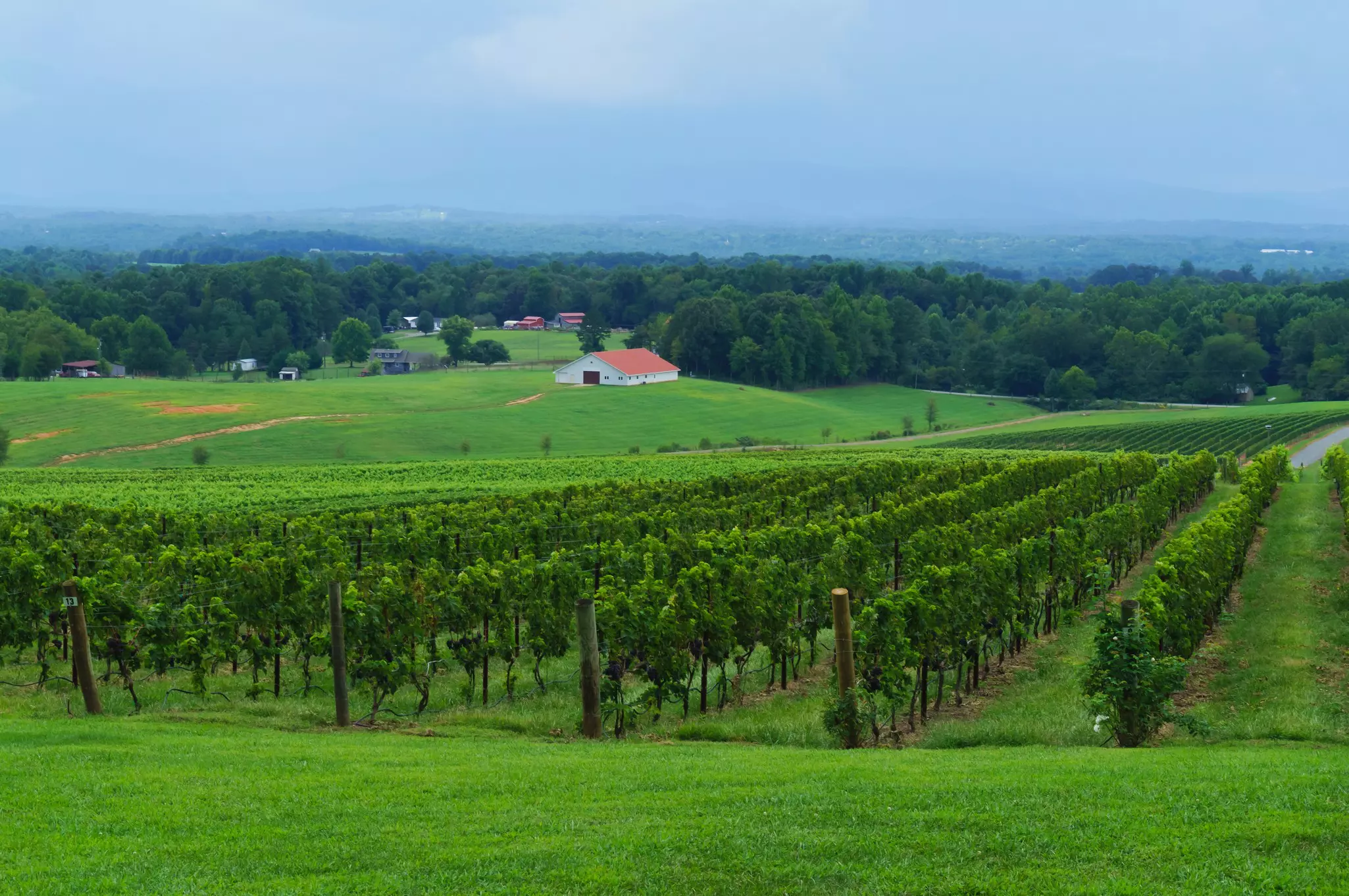 Vineyard with a view on the valley