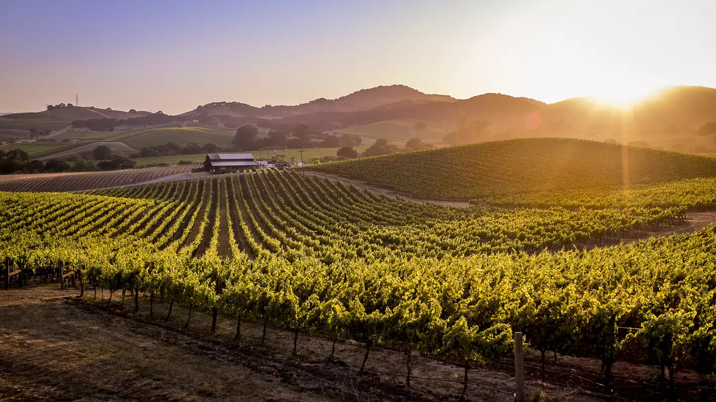 Vineyard in Napa Valley, California