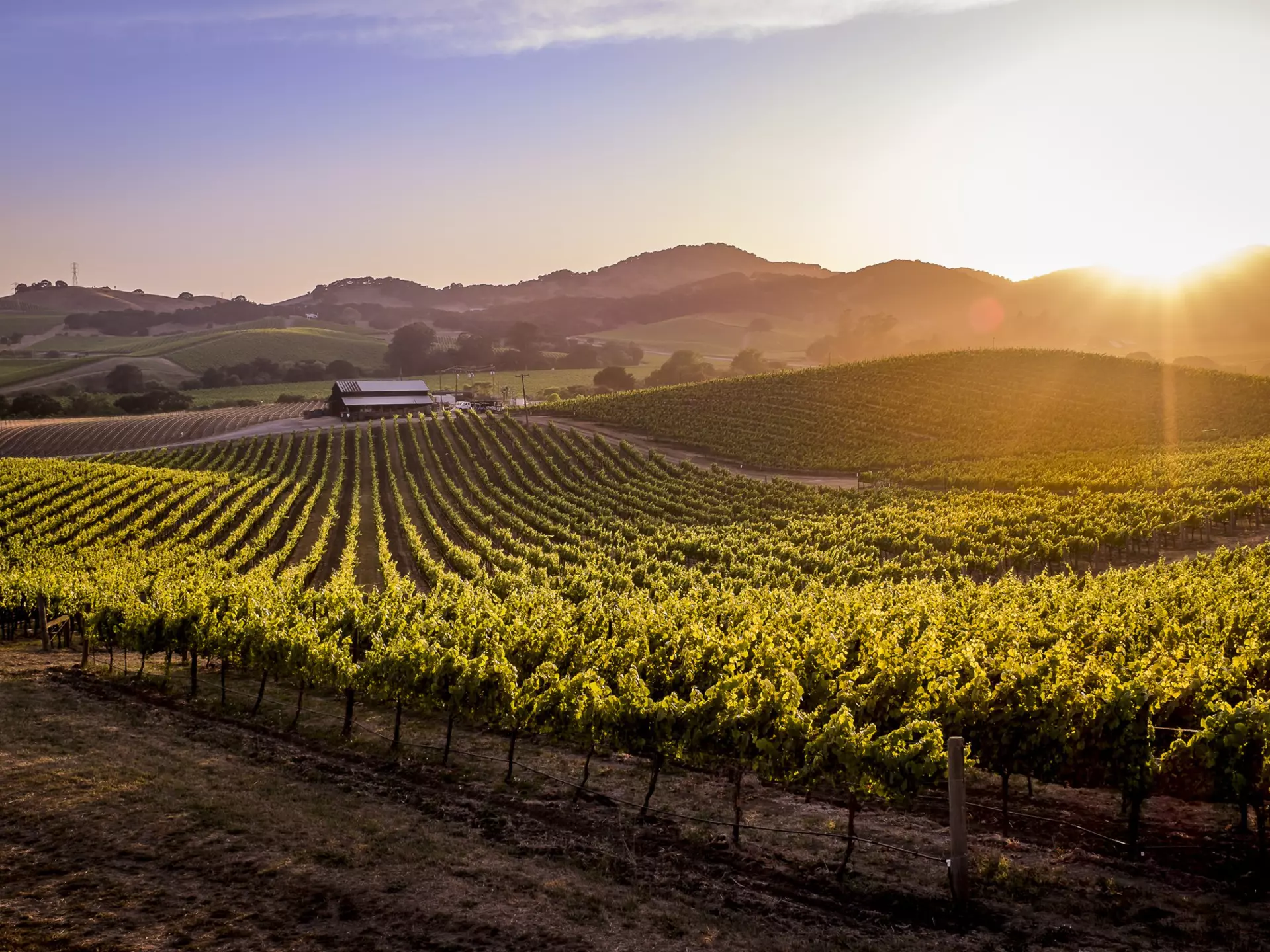 Vineyard in Napa Valley, California