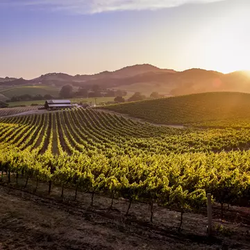 Vineyard in Napa Valley, California