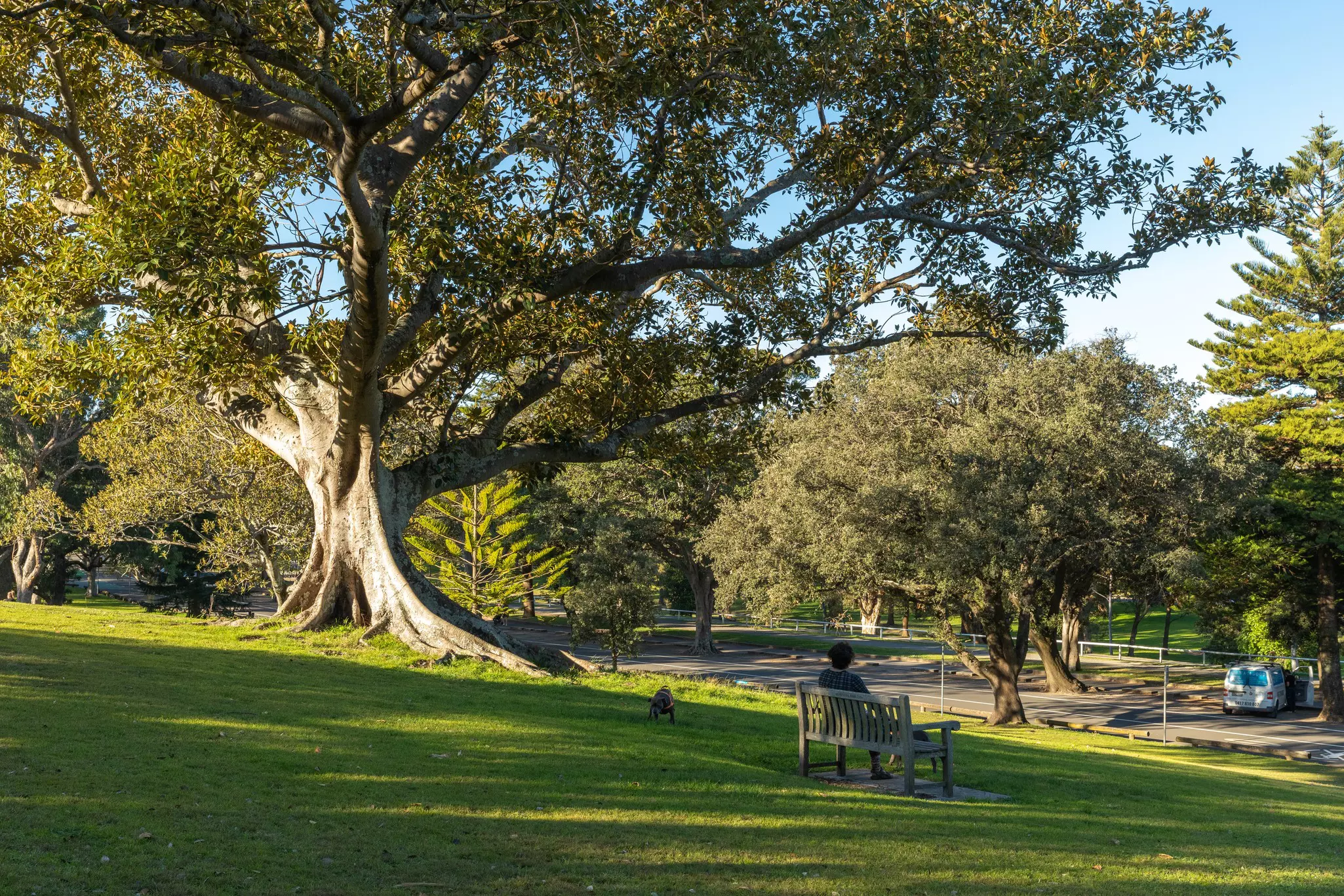 A large tree shades a woman sitting a bench in a city park.