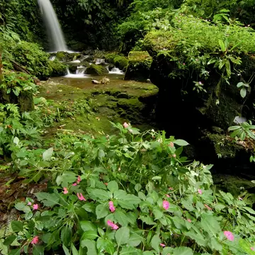 A small waterfall and mossy rocks in dense green cloud forest in Chiriquí, Panama, with pink wildflowers in the foreground.