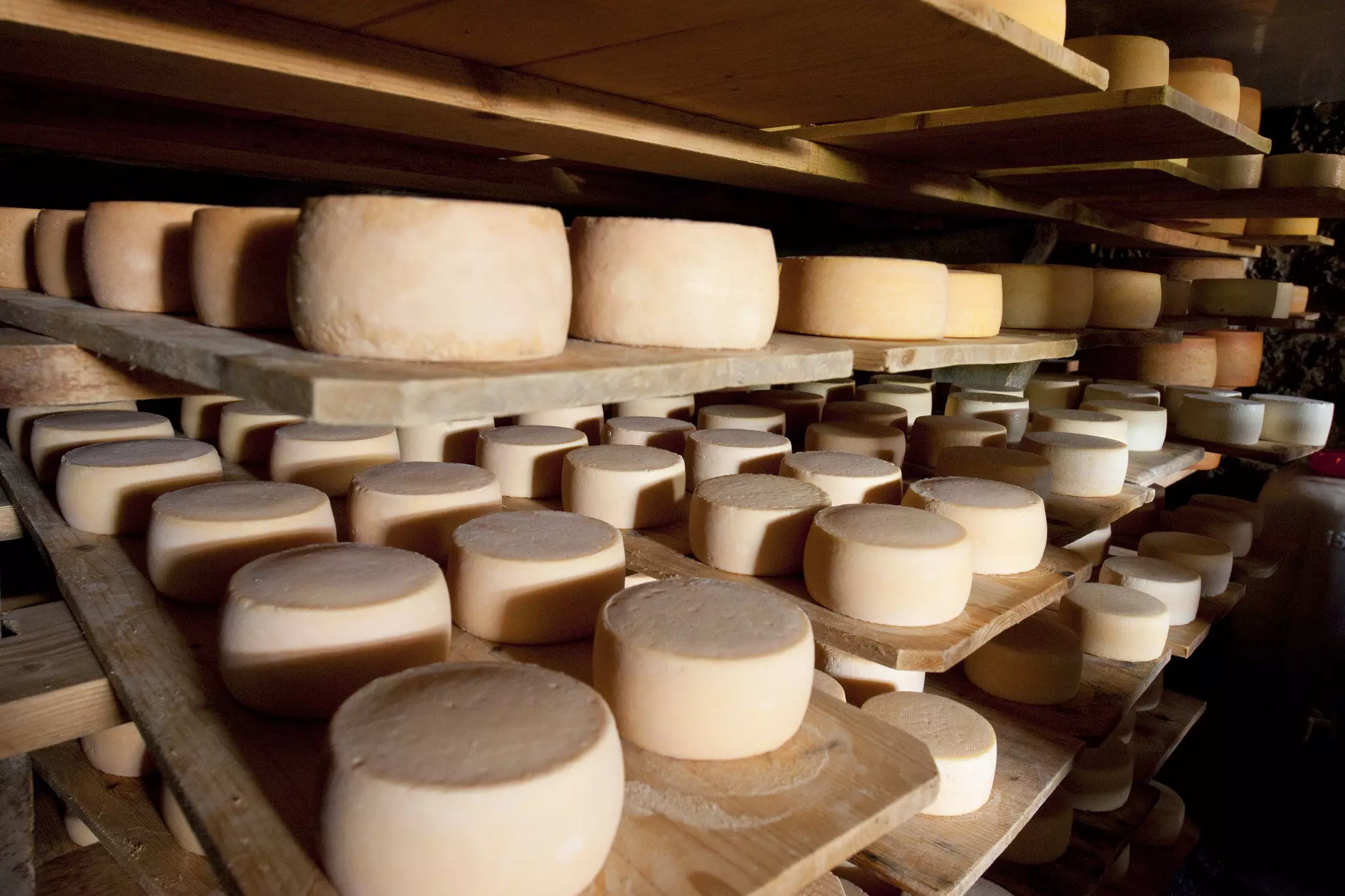 Rounds of white cheese are stored on wooden shelves in Switzerland.