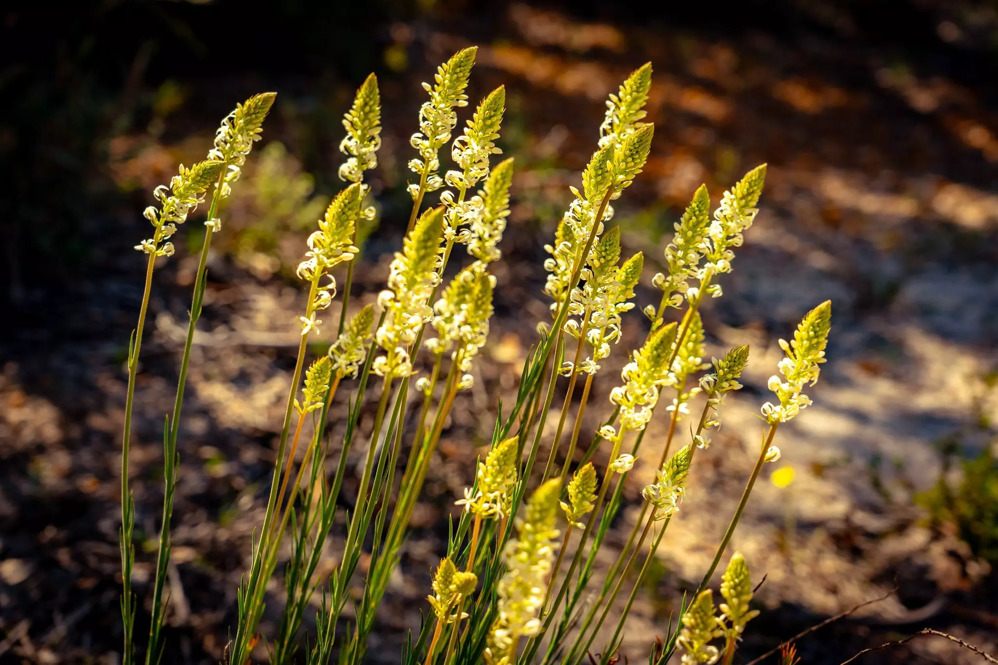 Yellow wildflowers in the sun