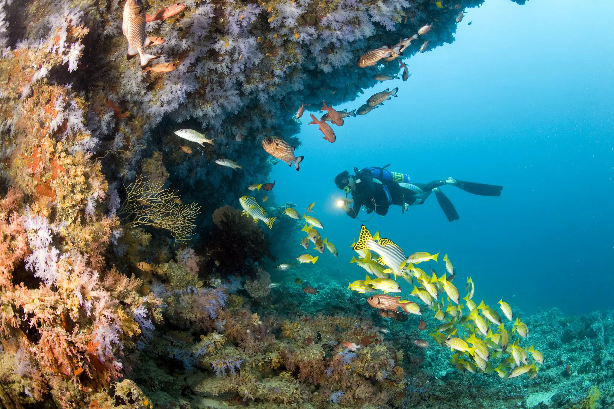 Diver and reef covered with soft coral with schooling bigeye and snapper. Indian Ocean, Maldives.