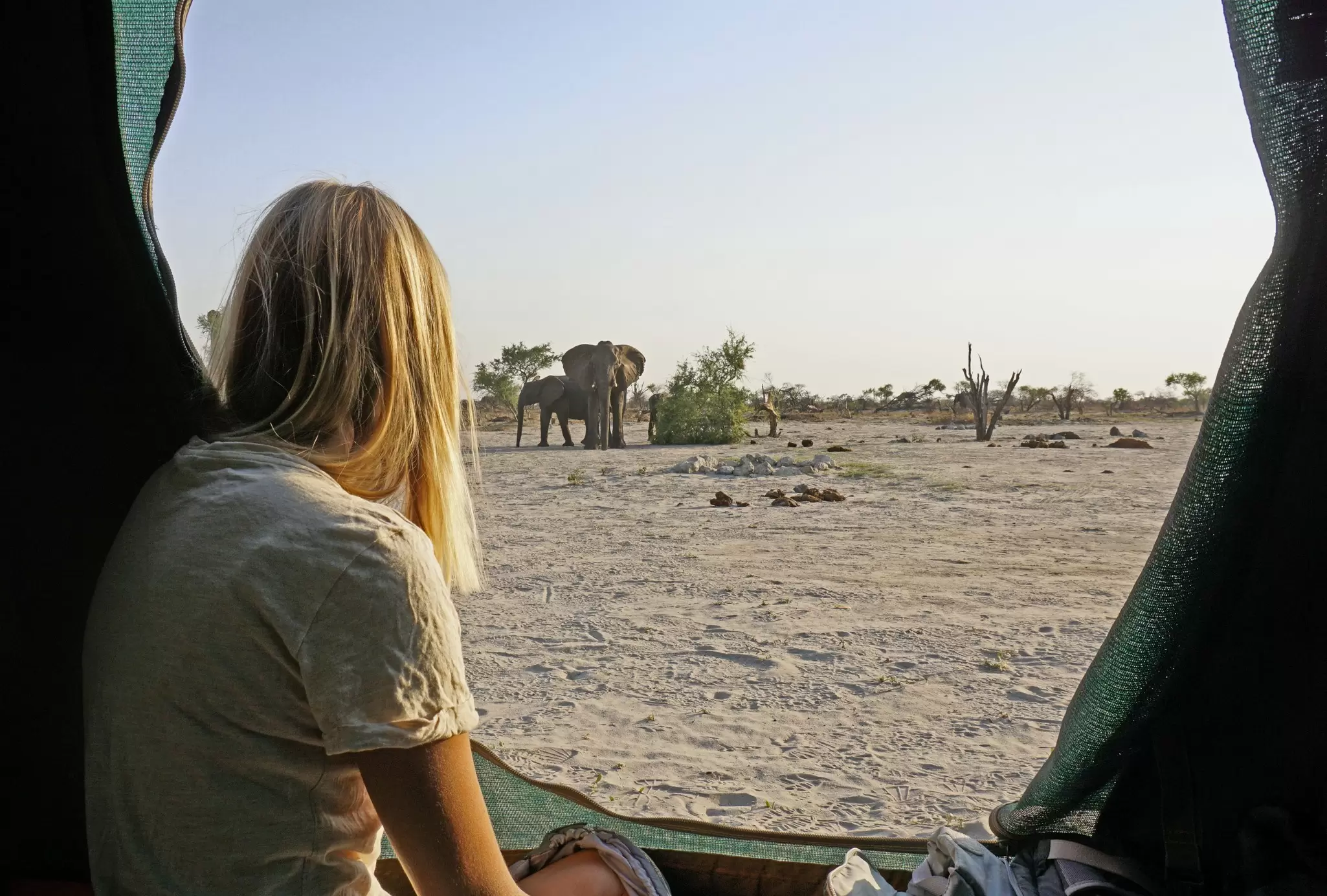 Wild elephants wandering past a safari tent in Botswana