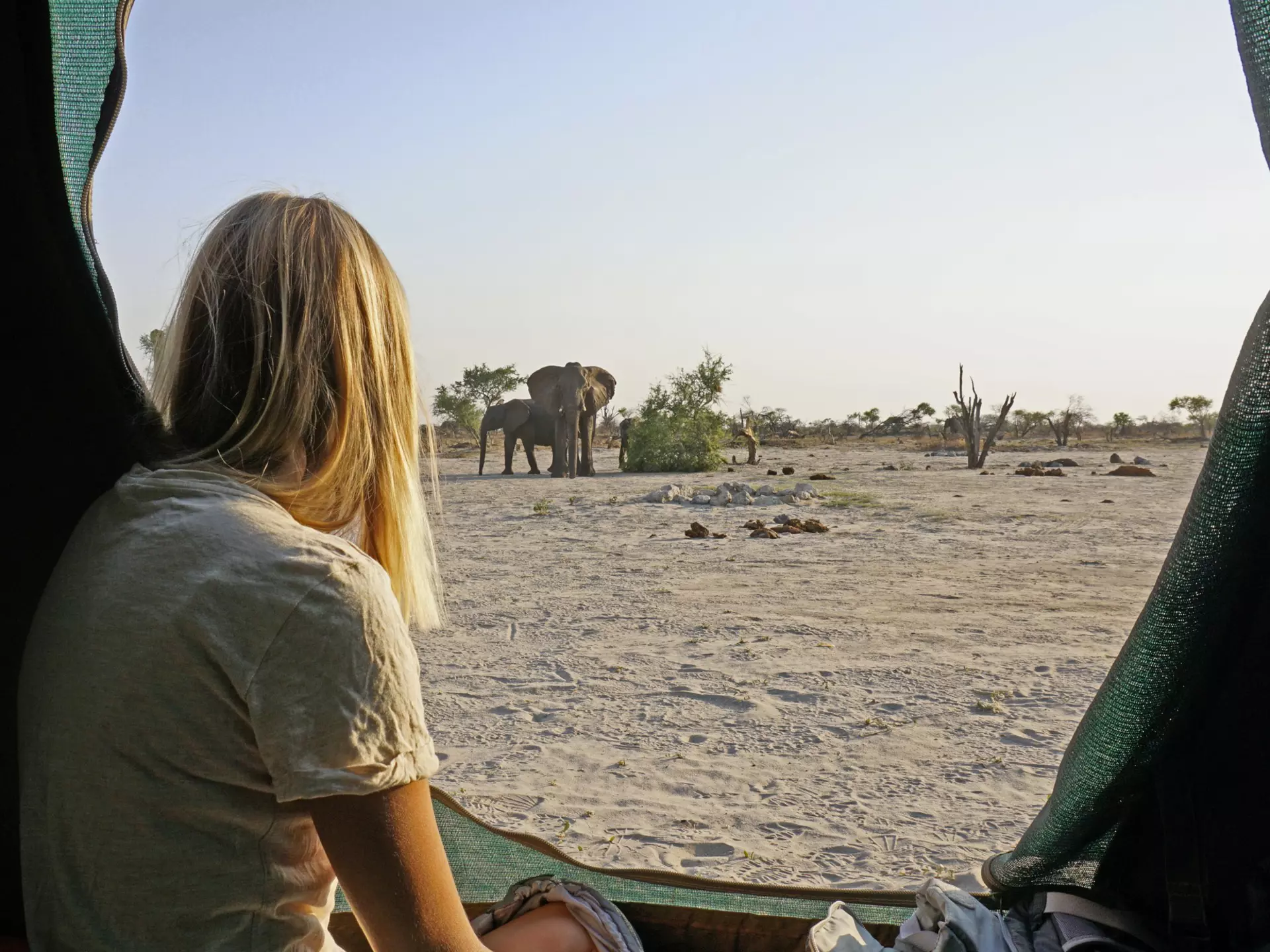 Wild elephants wander by my tent early in the morning in Botswana.   License Type: media  Download Time: 2022-08-15T18:28:40.000Z  User: hello11306645  Is Editorial: No  purchase_order: