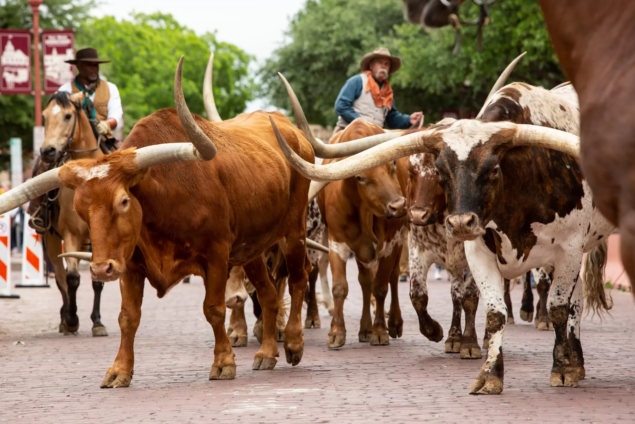 Fort Worth Herd with cowboys and steers at the Fort Worth Stockyards in Fort Worth, Texas