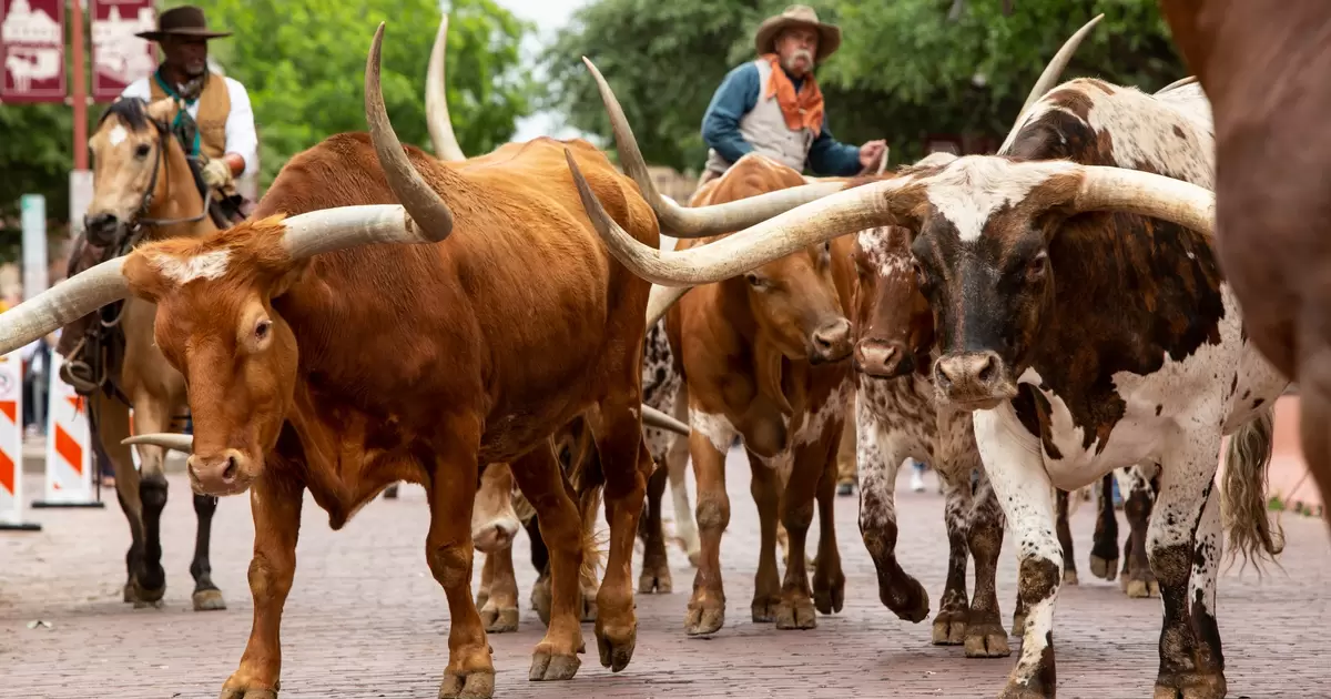 Find Cowboy Core and High Culture in Fort Worth, Texas - Lonely Planet