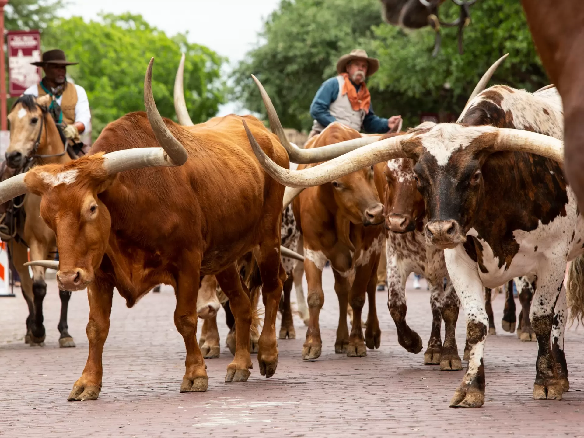 Fort Worth Herd with cowboys and steers at the Fort Worth Stockyards in Fort Worth, Texas