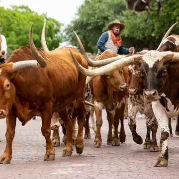 Fort Worth Herd with cowboys and steers at the Fort Worth Stockyards in Fort Worth, Texas