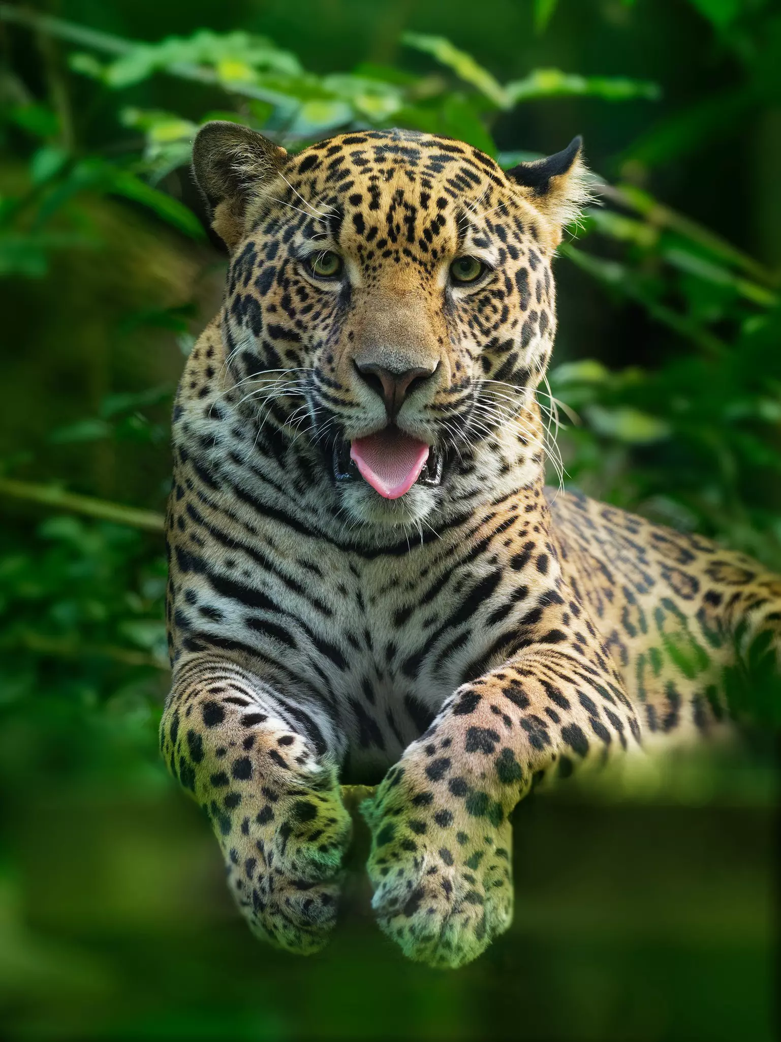 A jaguar resting in the rainforest jungle. 