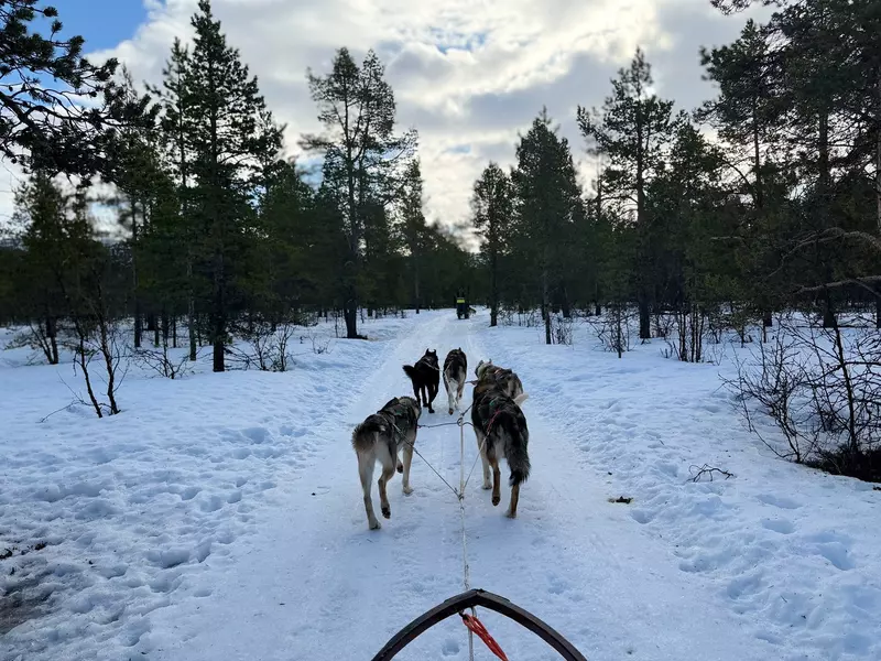 Dogs pull a sled though a snowy landscape.