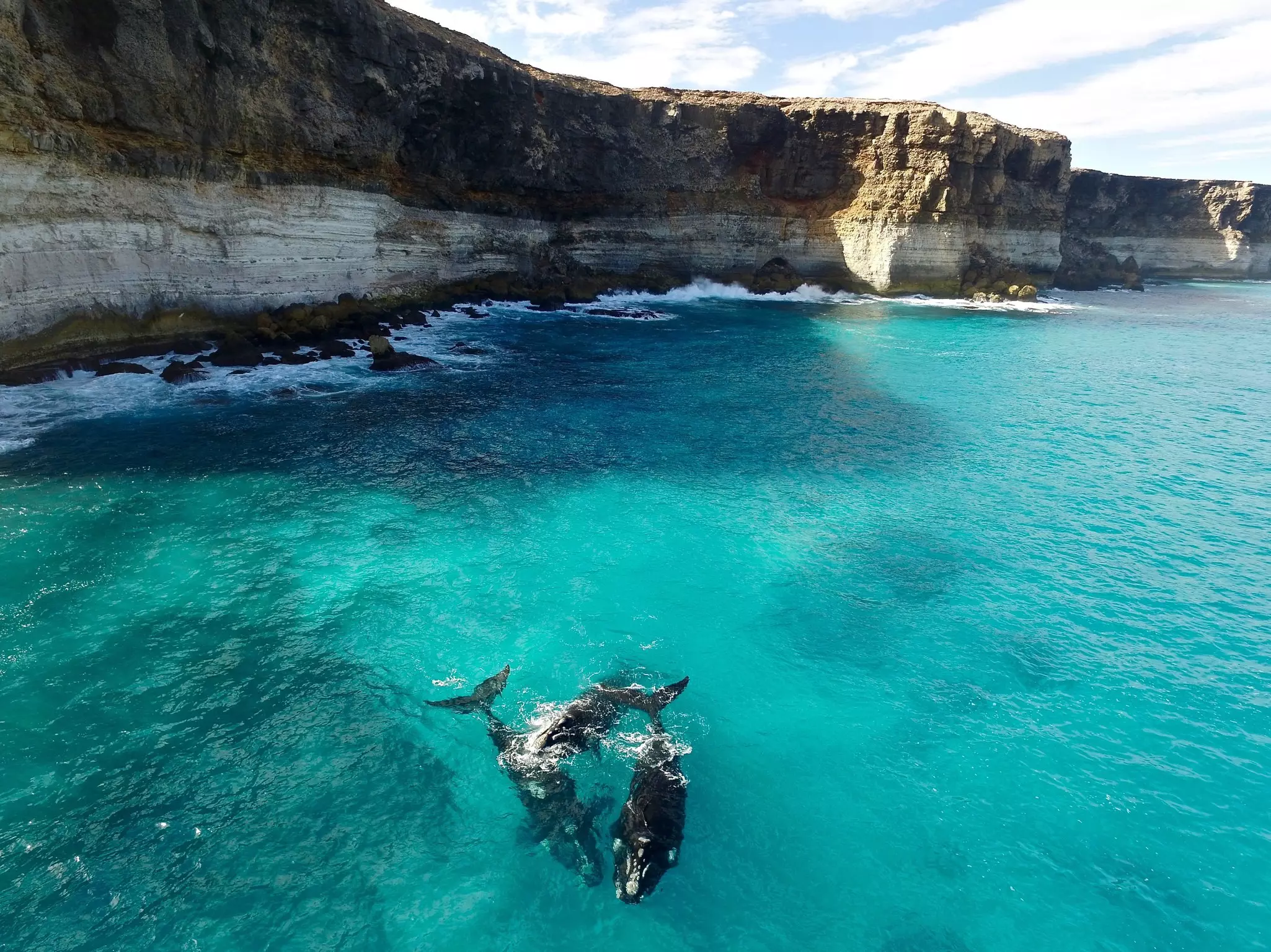 Three large whales playing together in turquoise ocean backed by sea cliffs.