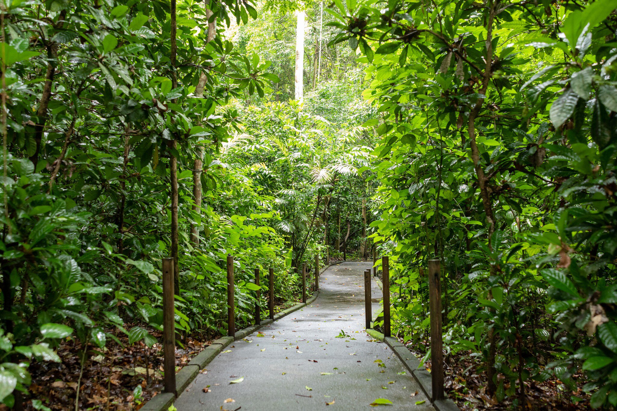 Universal trail with accessibility for people with disabilities in Carara National Park, Costa Rica.
