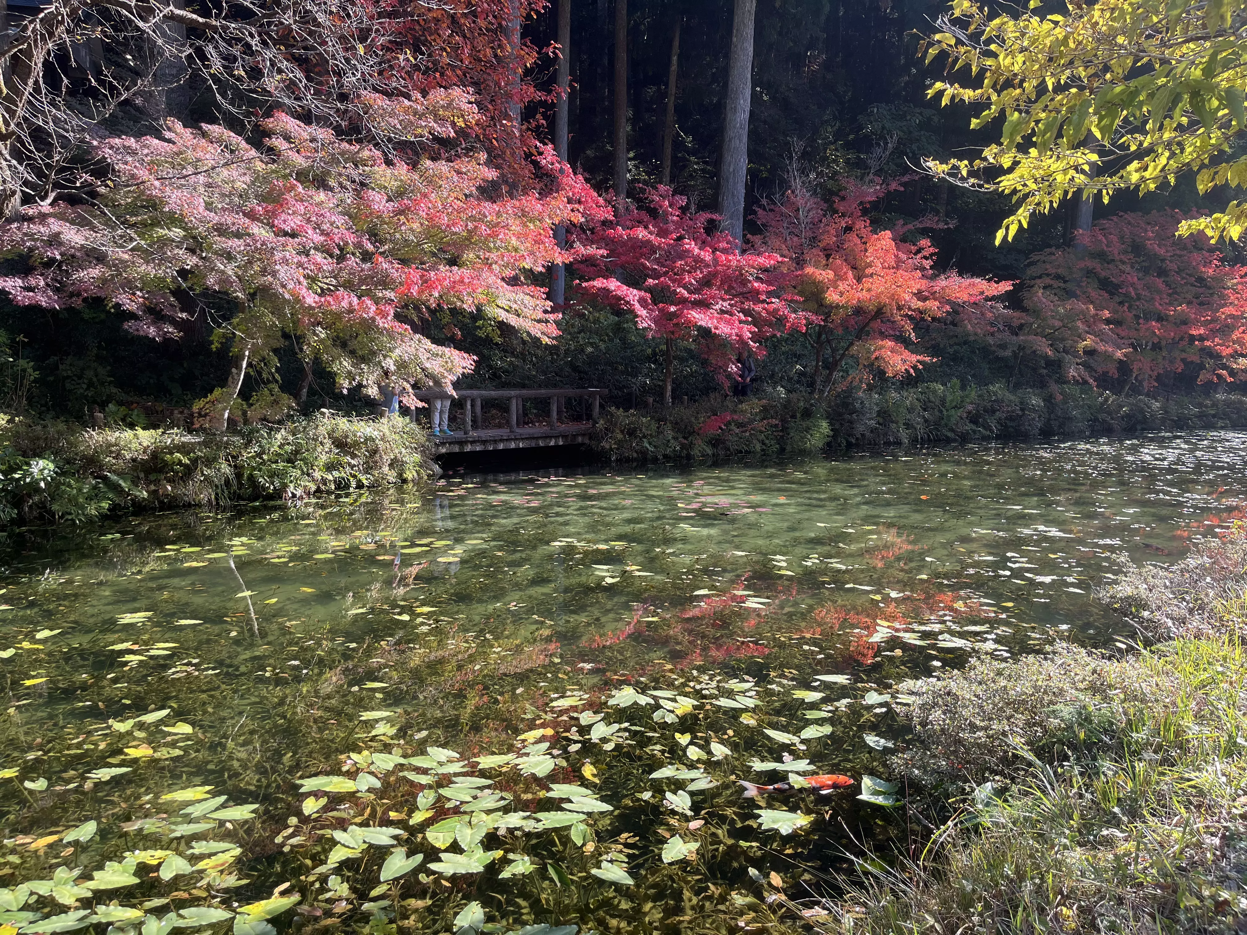 Red maples and a short wooden bridge along a waterway on a sunny day.