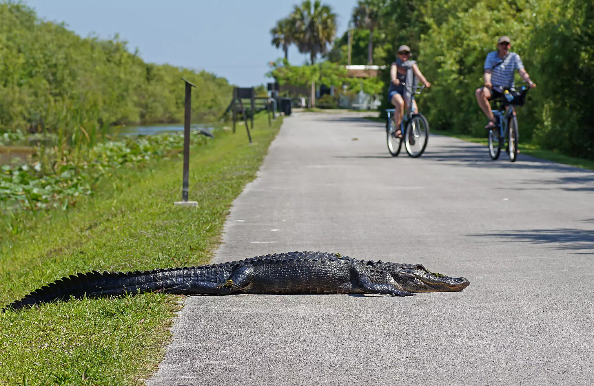 A large gator suns itself on a path as two cyclists pedal by.