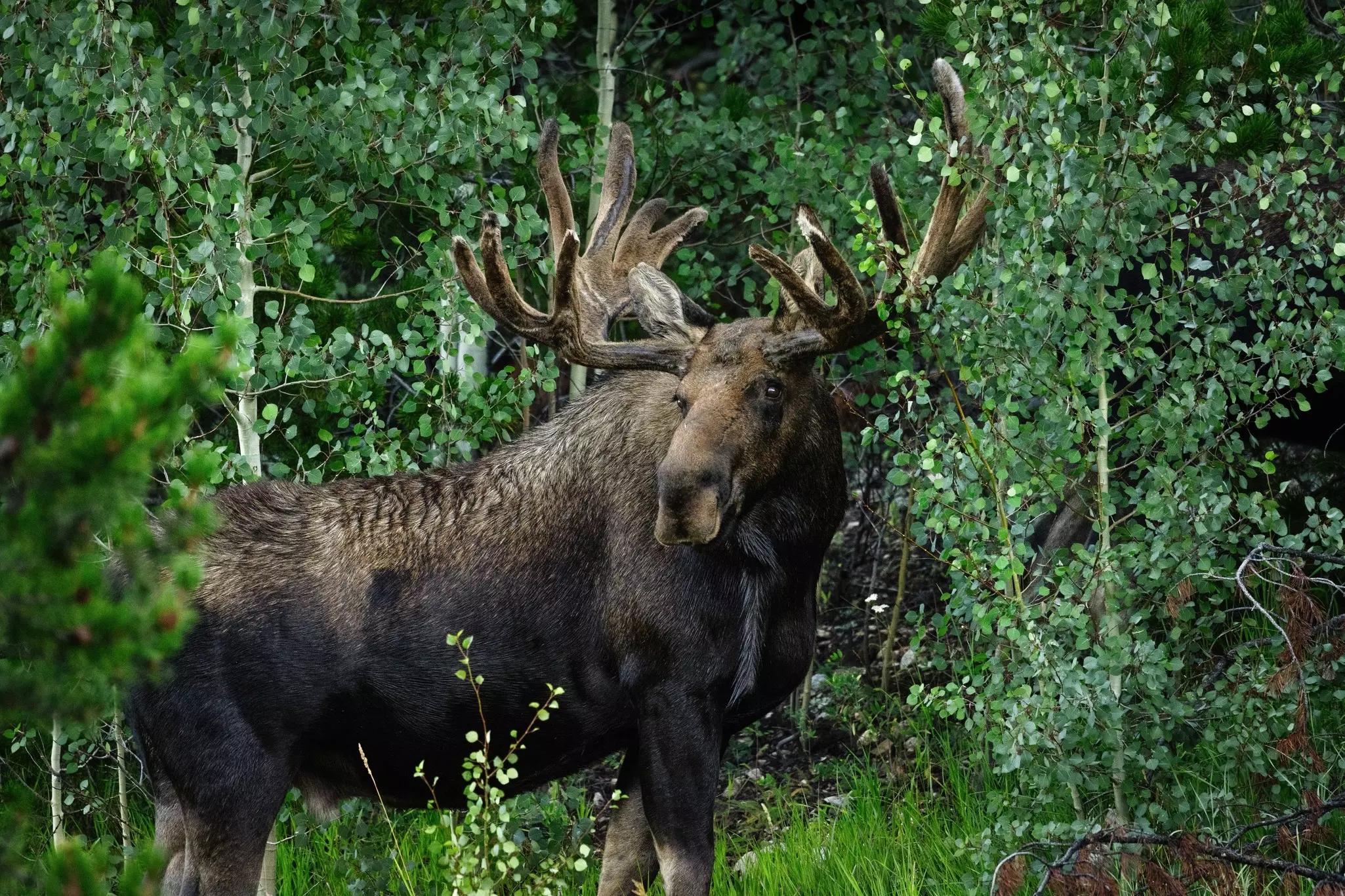 Large bull moose in a green aspen forest in the early morning soft autumn light