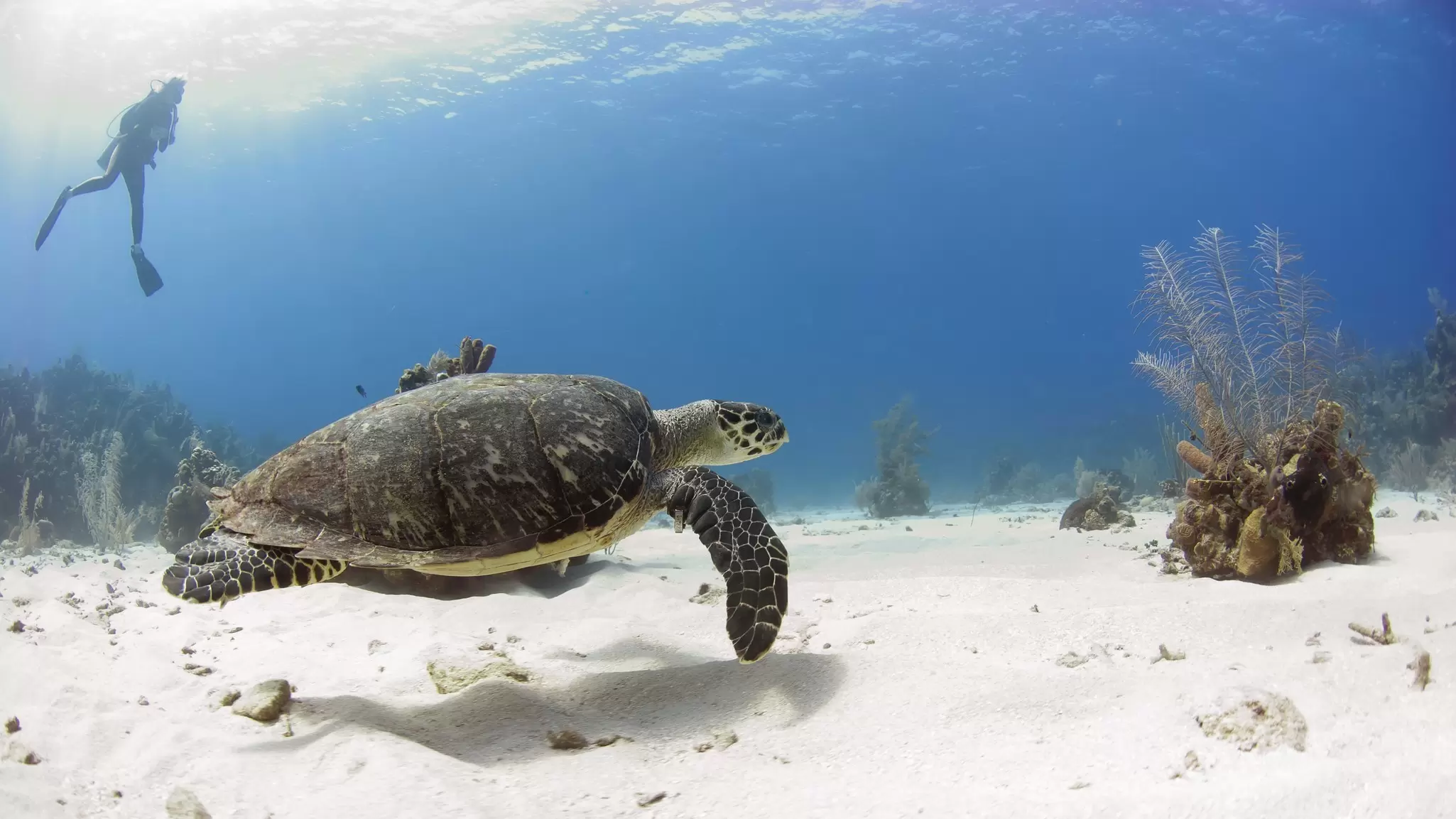 From reefs to wrecks, here's our guide to the best dive sites in the Caribbean. Antonio Busiello/Getty Images