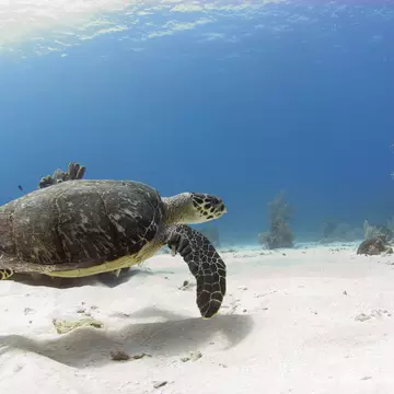 From reefs to wrecks, here's our guide to the best dive sites in the Caribbean. Antonio Busiello/Getty Images