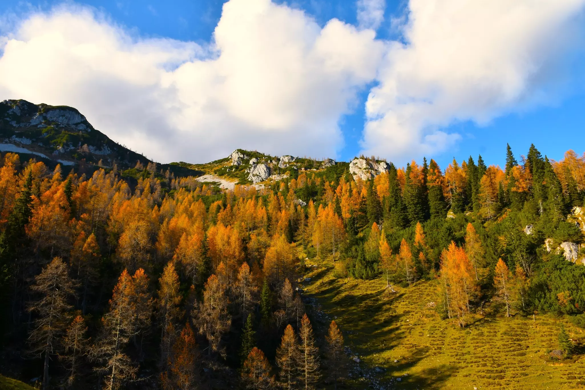 Alpine landscape with autumn golden colored larch forest and rocky crags in the distance on a sunny day.