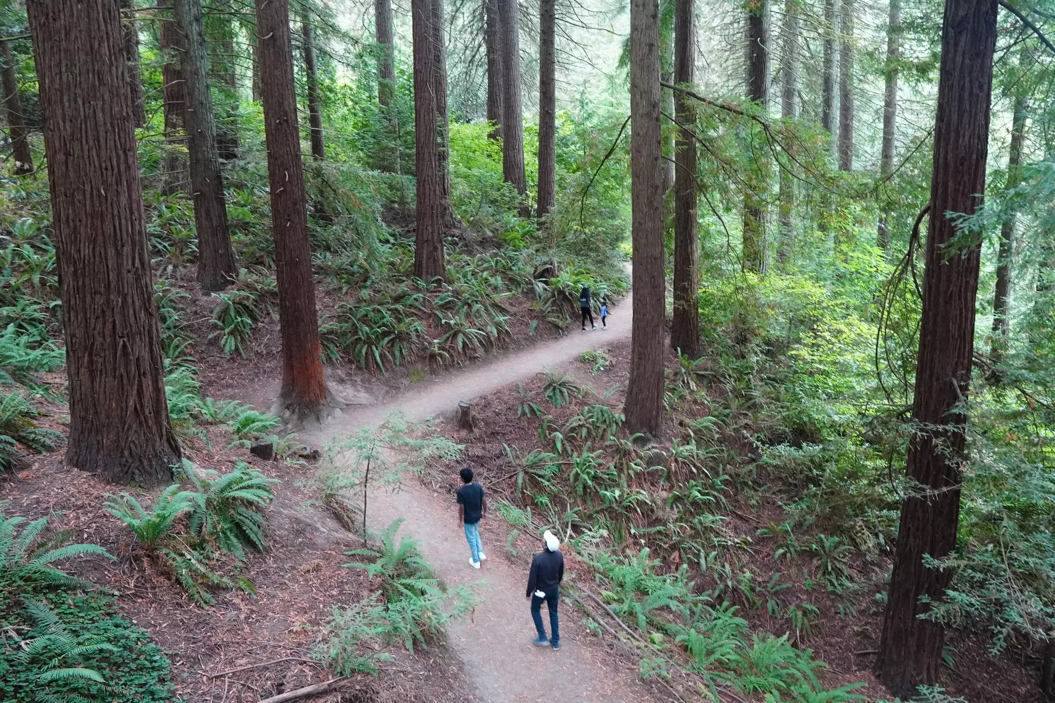 An overhead view of people walking along a path through ferns and redwoods at Hoyt Arboretum, Portland, Oregon, USA