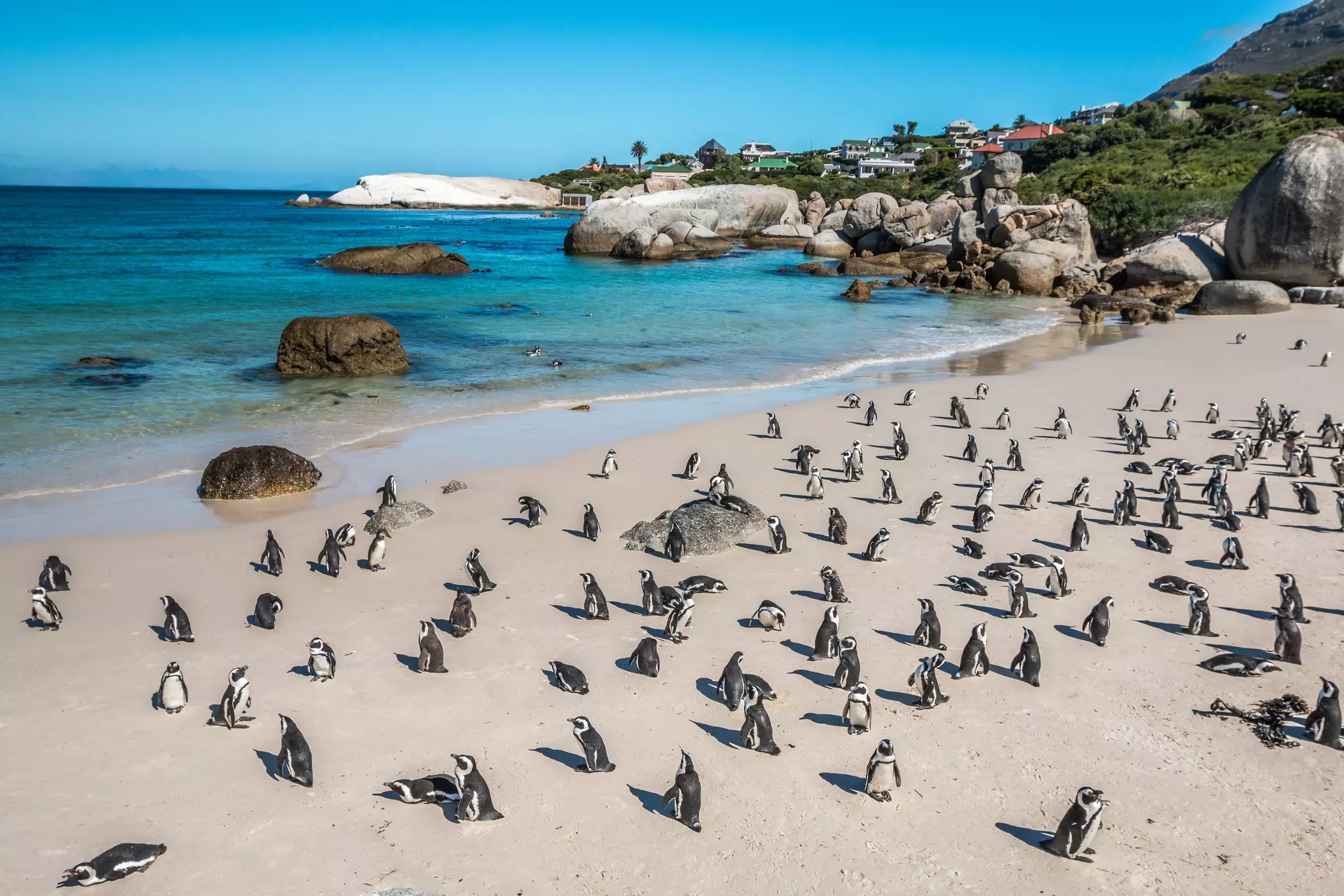 A multitude of penguins at the penguin colony on Boulders Beach