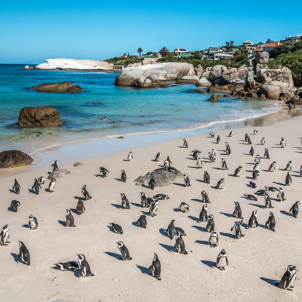 Boulders Beach penguins, Cape Town