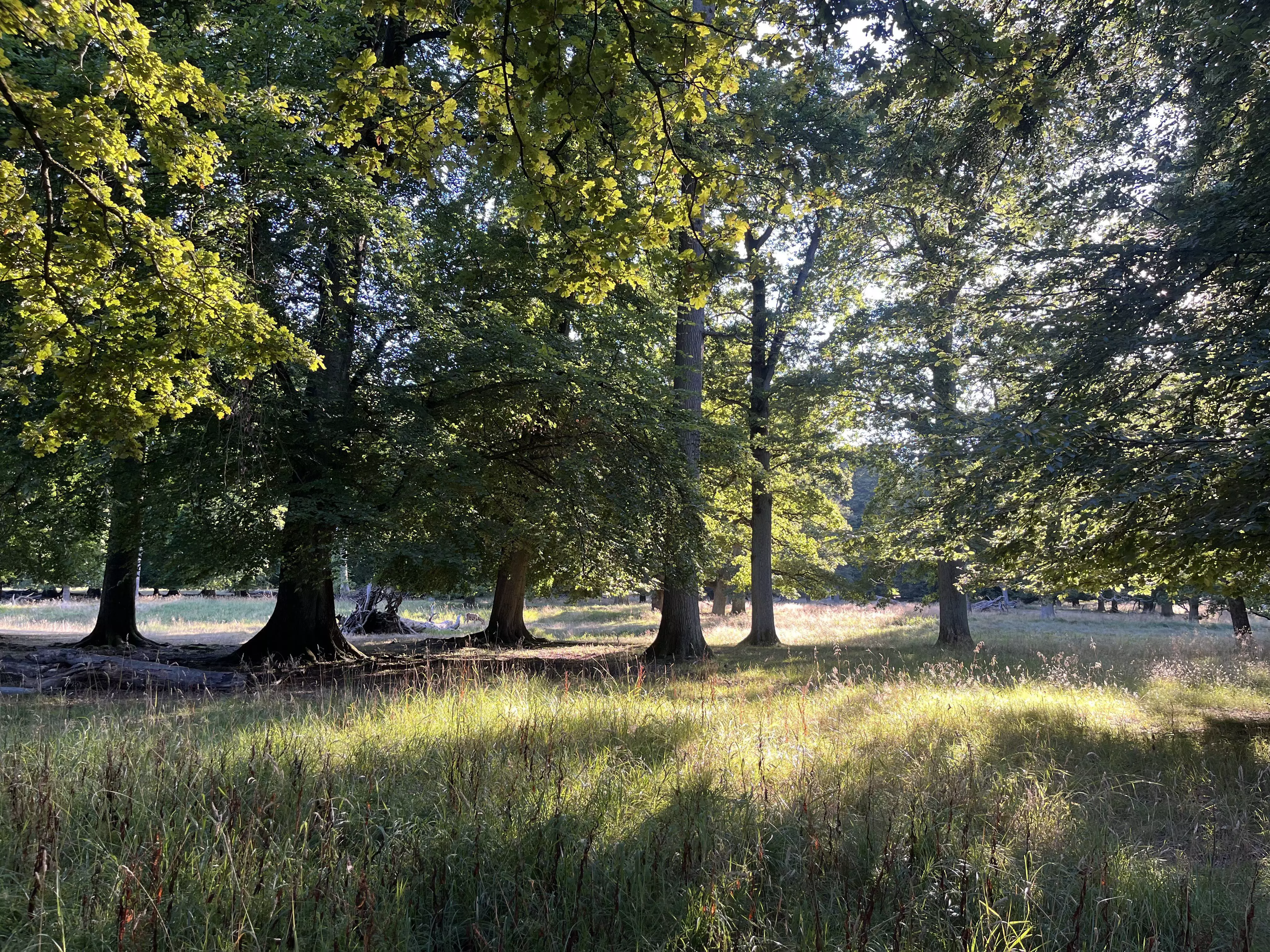 Trees set among tall grass as the sun sets.