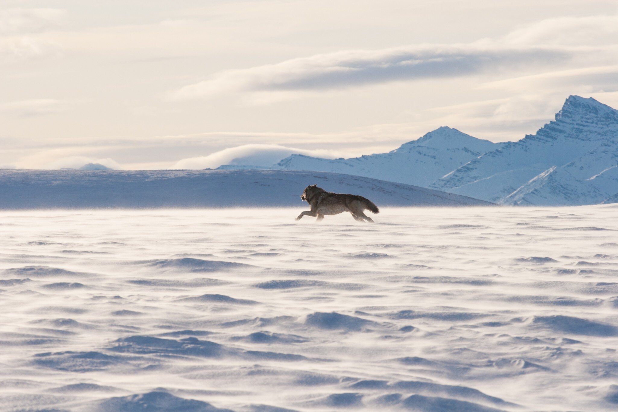 An Alaskan tundra wolf leaps through the blowing snow near the Arctic National Wildlife Refuge, as the Brooks Range looms in the background; Shutterstock ID 378979717; purchase_order: 65050; job: ; client: ; other: