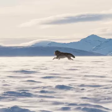 An Alaskan tundra wolf leaps through the blowing snow near the Arctic National Wildlife Refuge, as the Brooks Range looms in the background; Shutterstock ID 378979717; purchase_order: 65050; job: ; client: ; other: