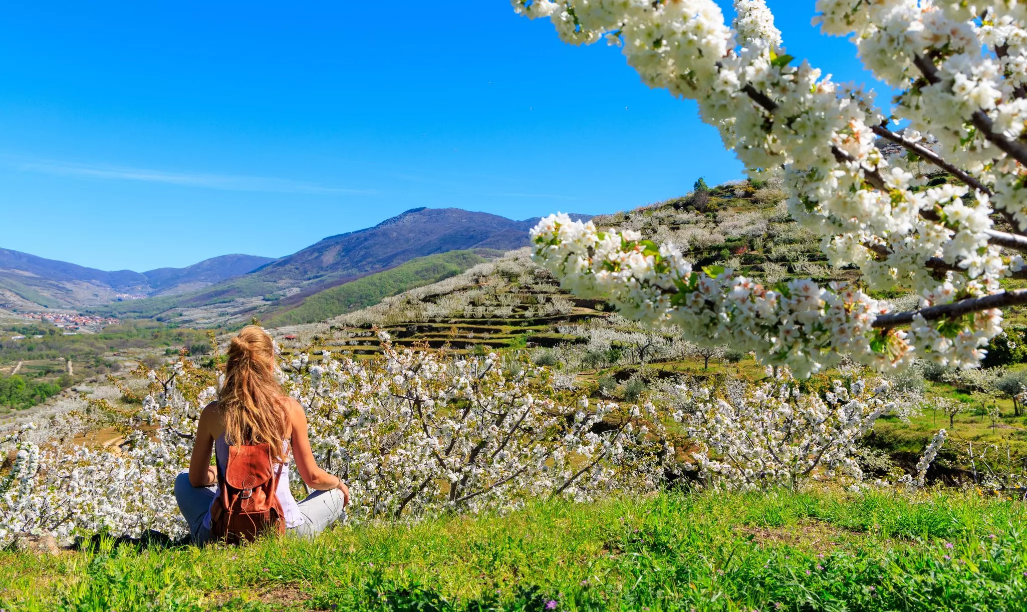 A woman with a brown leather backpack sits cross-leged on green grass with cherry trees in blossom in the foreground and middle distance and low mountains in the far distance on a sunny day.