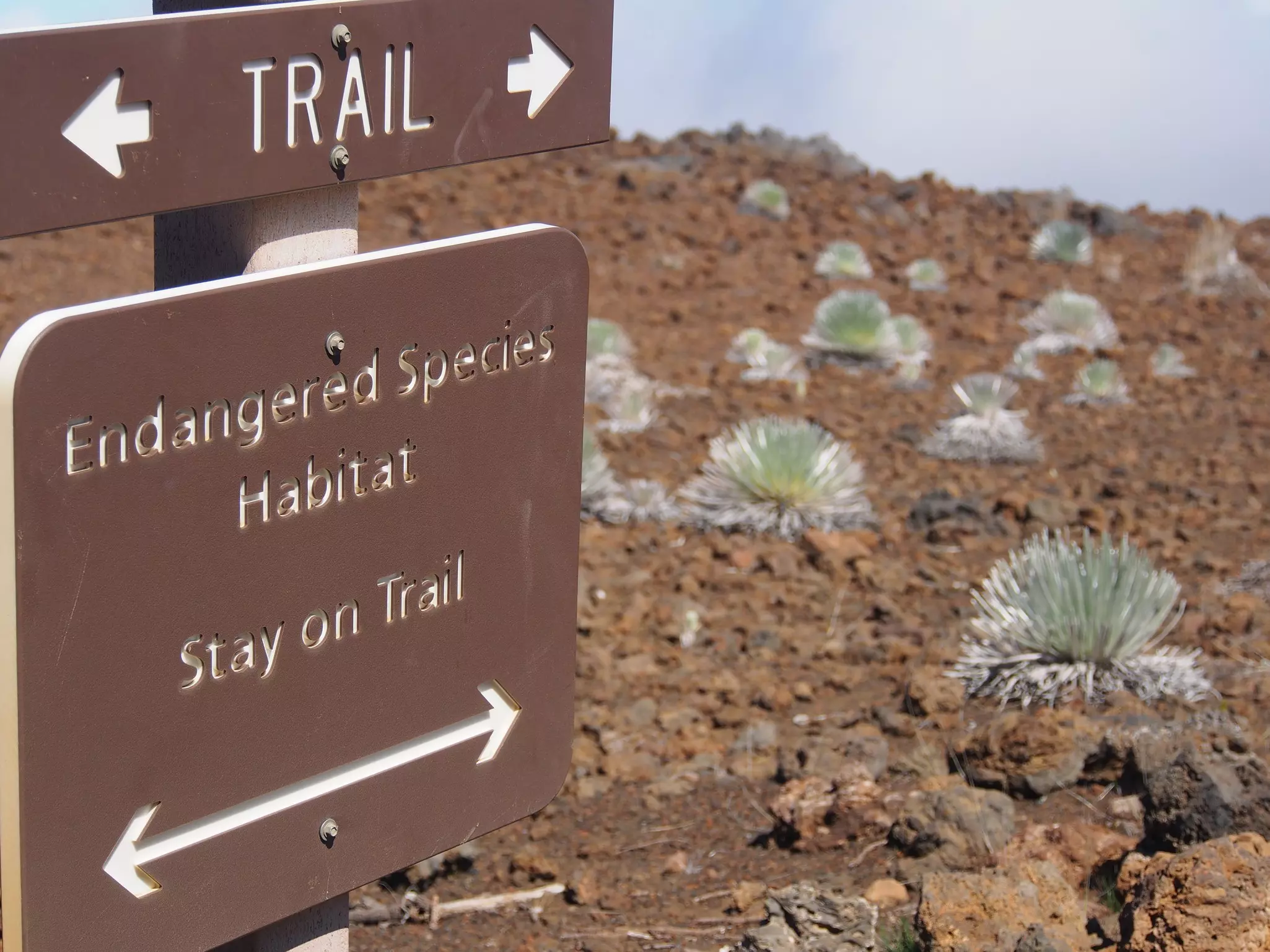 Wooden Sign Advising Visitors to Stay on Trail to Avoid Damaging critically endangered plants (Haleakala Silversword), at Haleakala National Park, Maui, Hawaii, HI. 