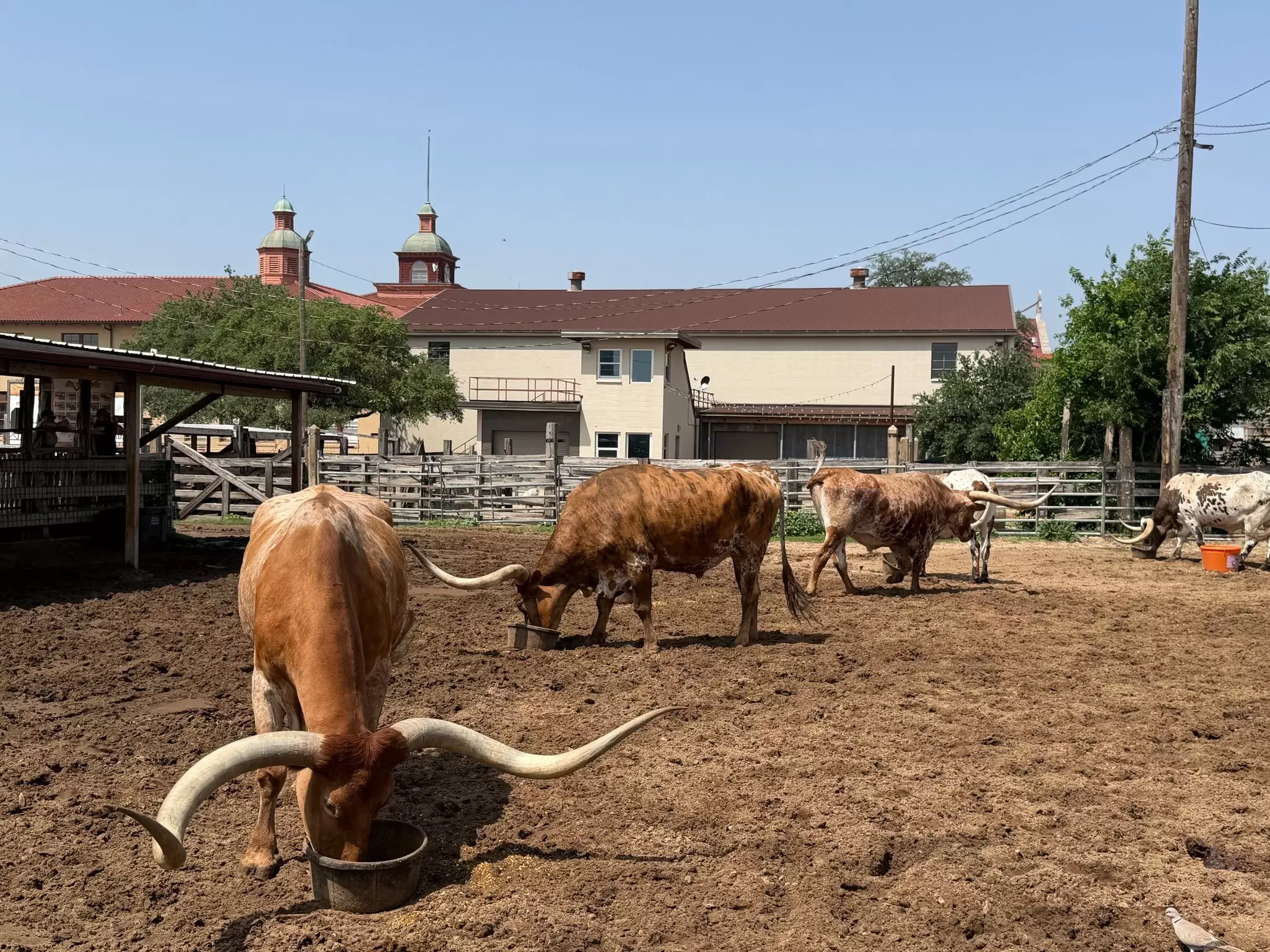 MULTIPLE LONGHORN STEERS FEEDING AT FORT WORTH STOCKYARDS CORRALL IN FORT WORTH TEXAS