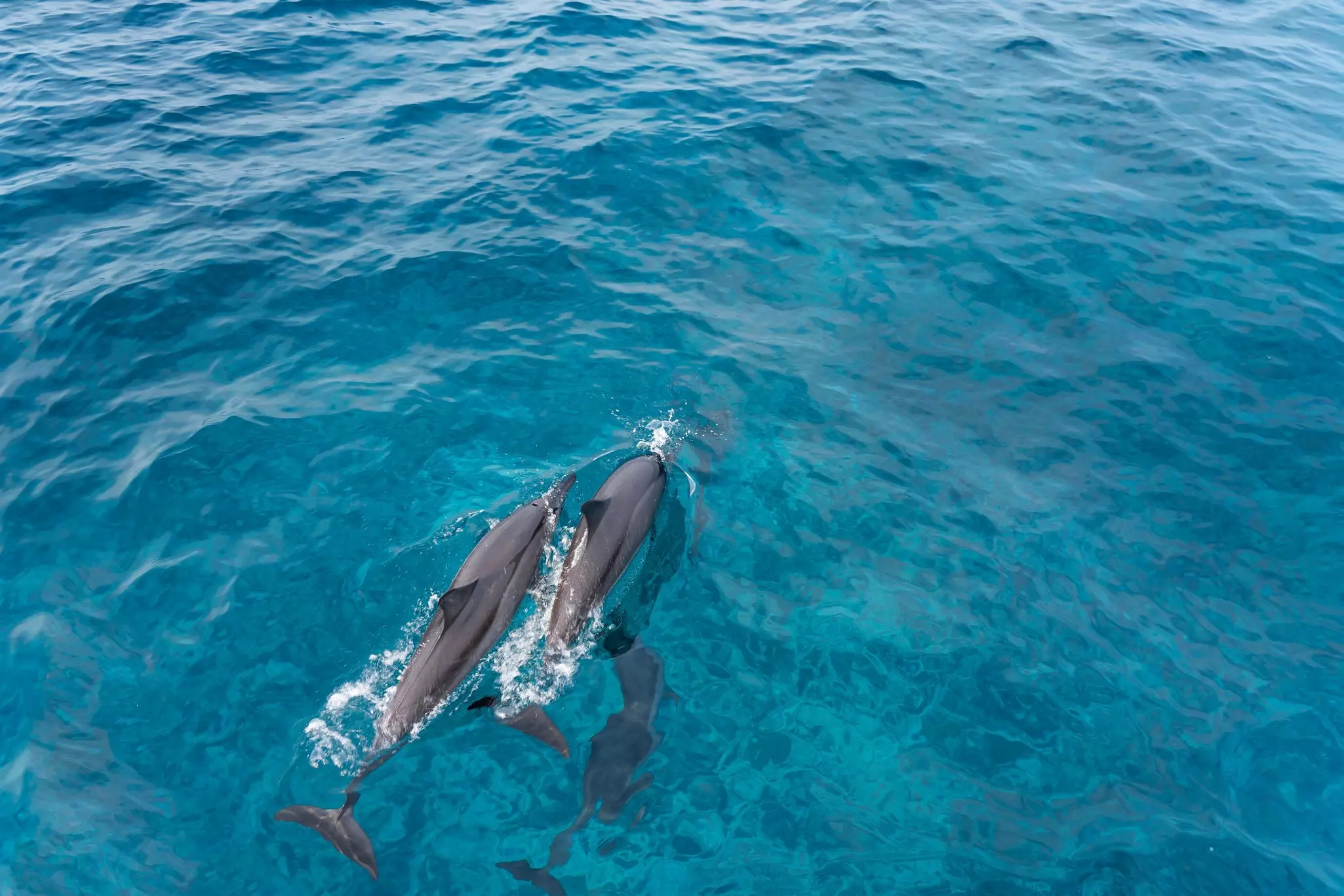 Dolphins in the Lakshadweep Islands off the west coast of India.