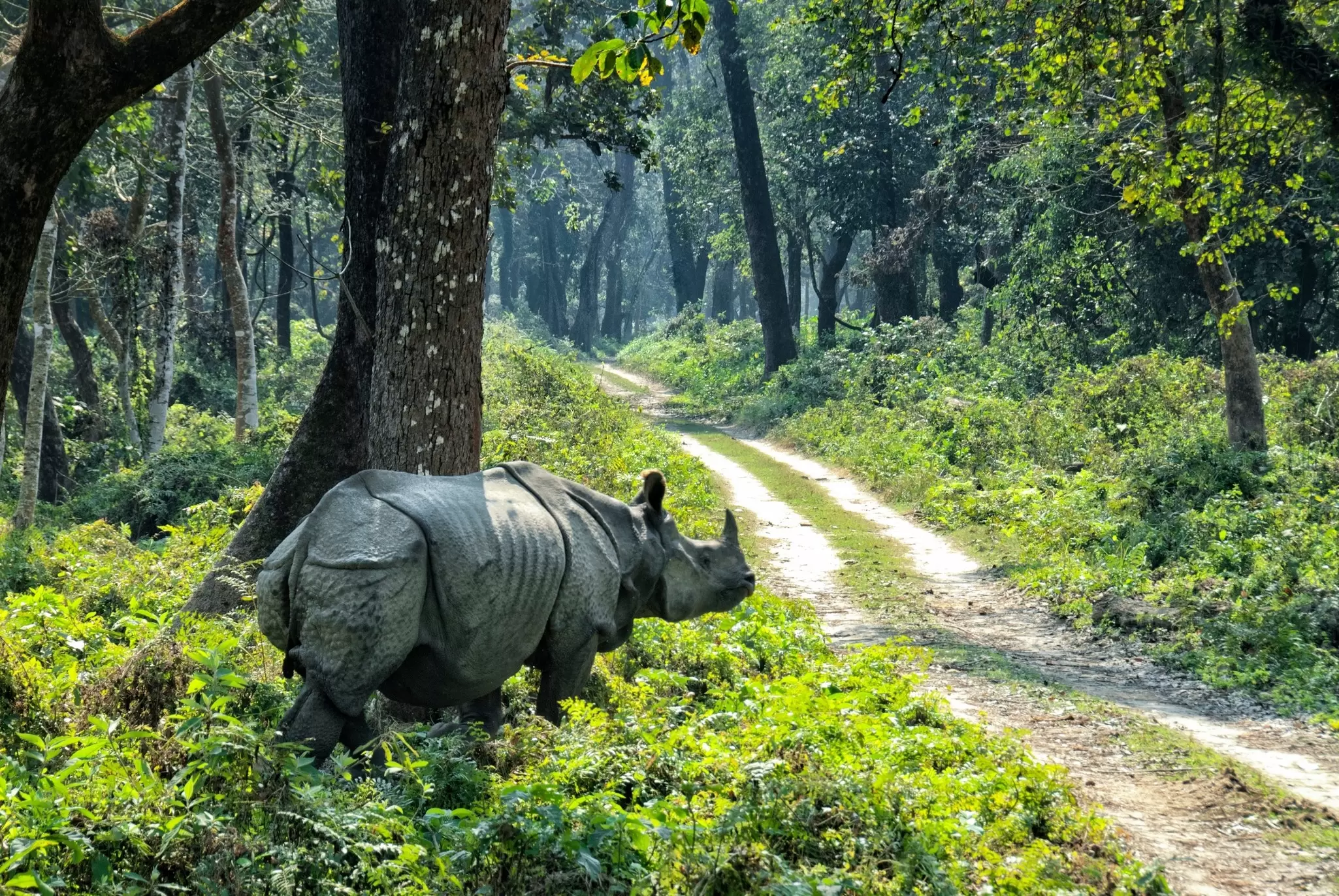 A one-horned Asiatic rhino in Chitwan National Park, Nepal. Danuta Hyniewska/Shutterstock