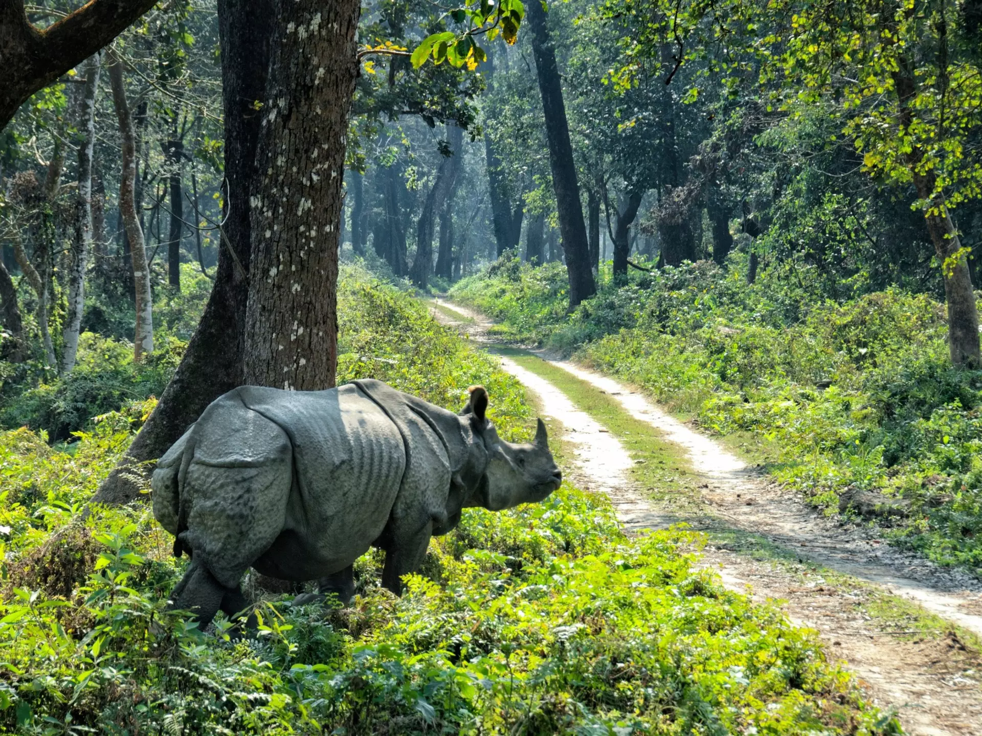 A one-horned Asiatic rhino in Chitwan National Park, Nepal. Danuta Hyniewska/Shutterstock