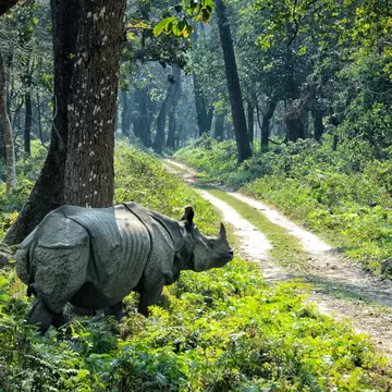 A one-horned Asiatic rhino in Chitwan National Park, Nepal. Danuta Hyniewska/Shutterstock