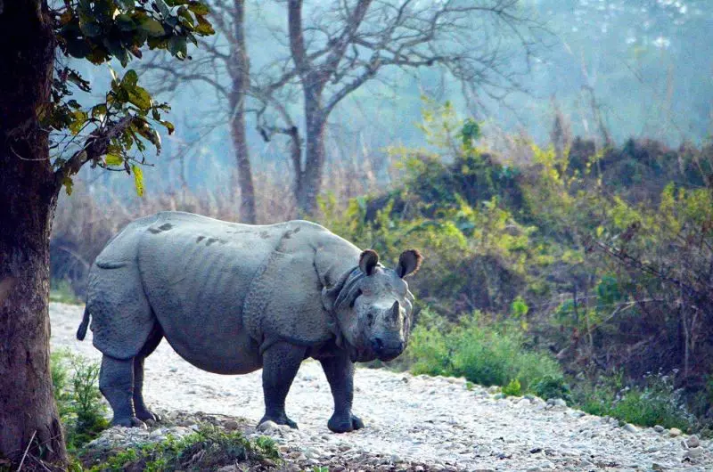Chitwan has a variety of flora and fauna ©DEBA PRASAD ROY/Lonely Planet